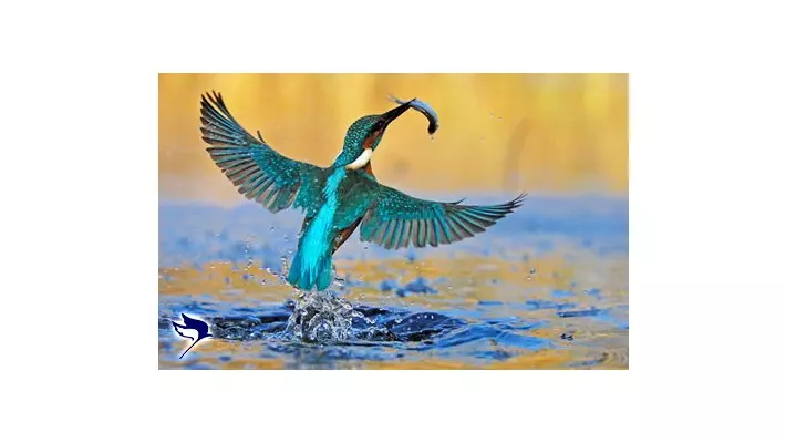 files_news_izmir-birds-paradise_shabavizparvaz_04[dcee2f5bb3cd40d62dc9050a4e6f016f].jpg